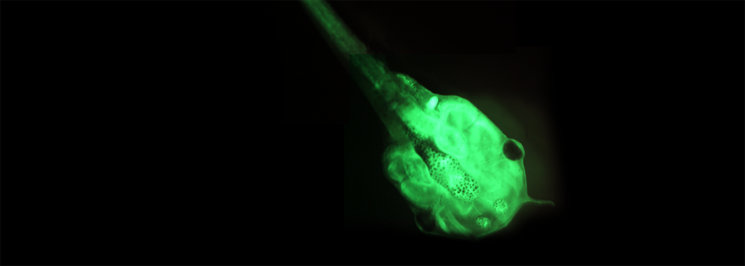 Transgenic Xenopus laevis tadpole